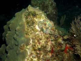 Reef Octopus IMG 3183